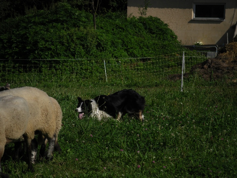 Arvie des transhumants