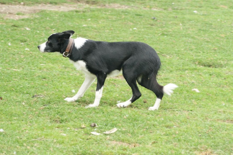 Enzo (Sans Affixe)