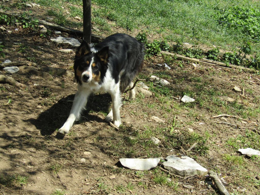 Mirza (Sans Affixe)